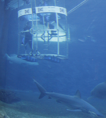 Shark Cage Diving - Shubhayan Mukherjee