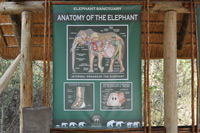 Elephant Sanctuary