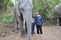 Elephant Sanctuary
