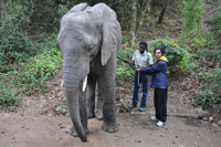Elephant Sanctuary