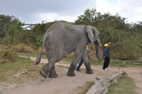 Elephant Sanctuary