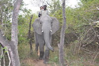 Elephant Sanctuary
