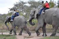 Elephant Sanctuary