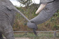 Elephant Sanctuary