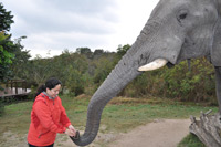 Elephant Sanctuary