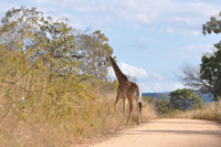 Kruger National Park