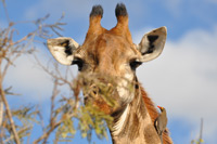 Kruger National Park