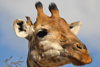 Kruger National Park