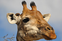 Kruger National Park