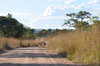 Kruger National Park