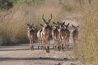 Kruger National Park