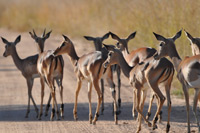 Kruger National Park
