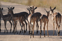 Kruger National Park