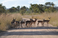 Kruger National Park