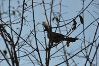 Kruger National Park