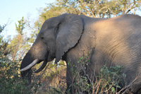 Kruger National Park