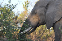 Kruger National Park