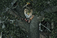 Kruger National Park