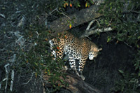 Kruger National Park