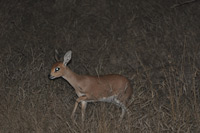 Kruger National Park