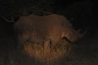 Kruger National Park
