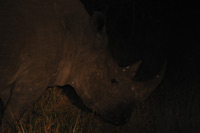 Kruger National Park