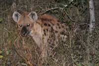 Kruger National Park