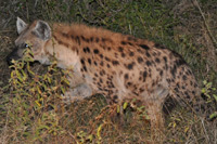 Kruger National Park