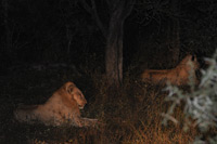 Kruger National Park