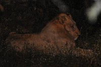 Kruger National Park