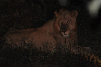 Kruger National Park