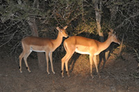 Kruger National Park
