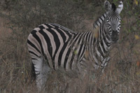 Kruger National Park