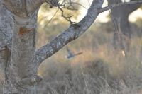 Kruger National Park