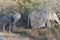 Kruger National Park