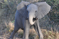 Kruger National Park