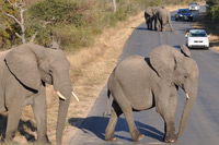 Kruger National Park