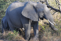 Kruger National Park