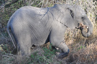 Kruger National Park