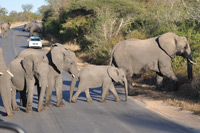 Kruger National Park