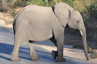 Kruger National Park