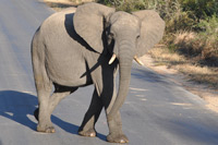 Kruger National Park