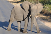 Kruger National Park