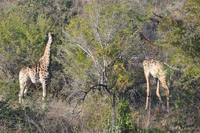 Kruger National Park