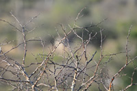 Kruger National Park