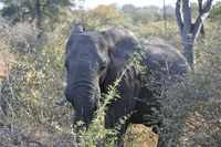Kruger National Park