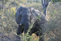 Kruger National Park