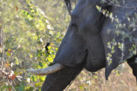 Kruger National Park