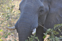 Kruger National Park