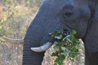 Kruger National Park